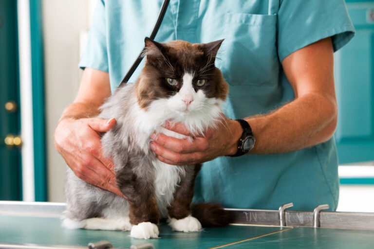 Hypertrophe Kardiomyopathie HCM bei Katzen