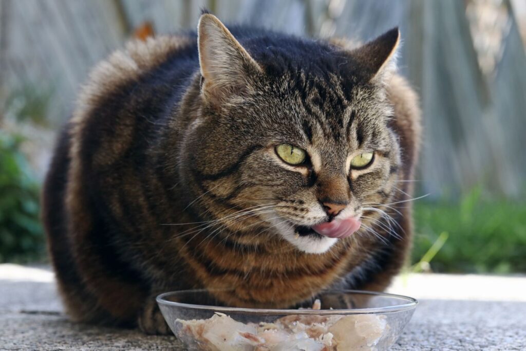 Katze beim Fressen Katze frisst