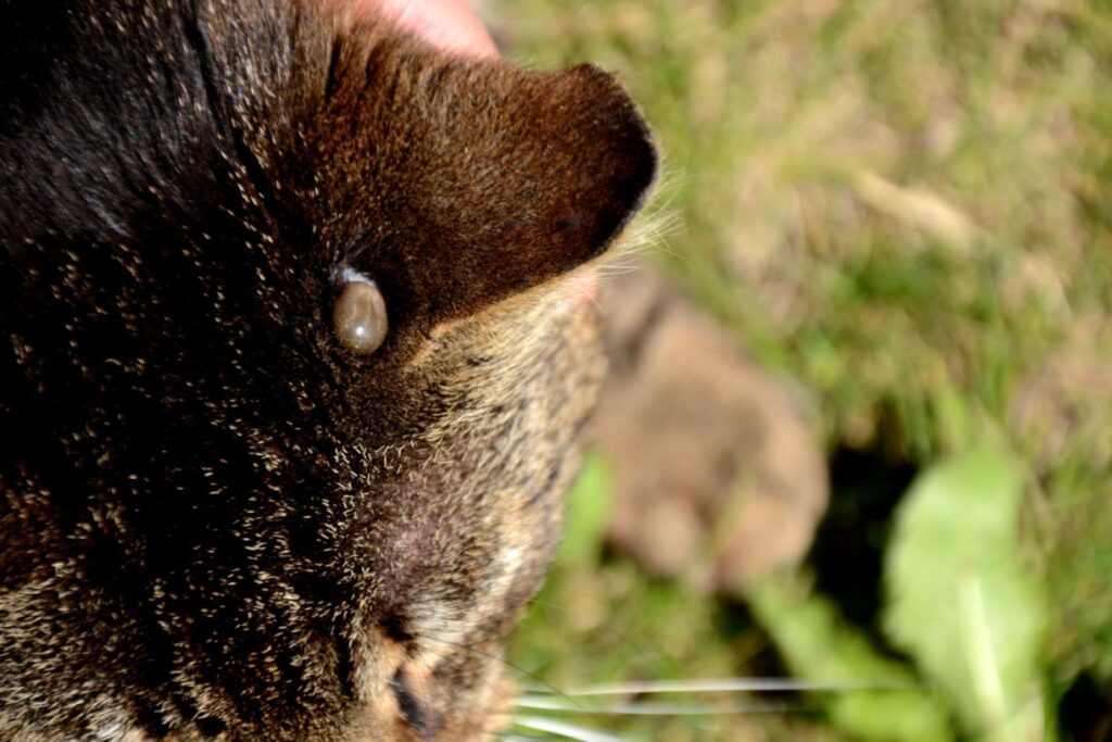 Katze mit Zecke am Kopf Katze mit Zecke