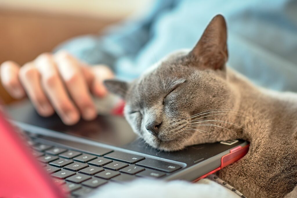 Katze schläft auf Laptop Homeoffice mit Katze