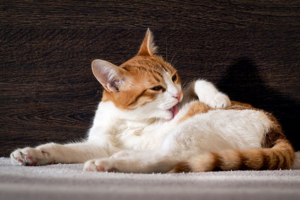Katze schleckt sich ihr Fell sauber Katze schleckt Fell