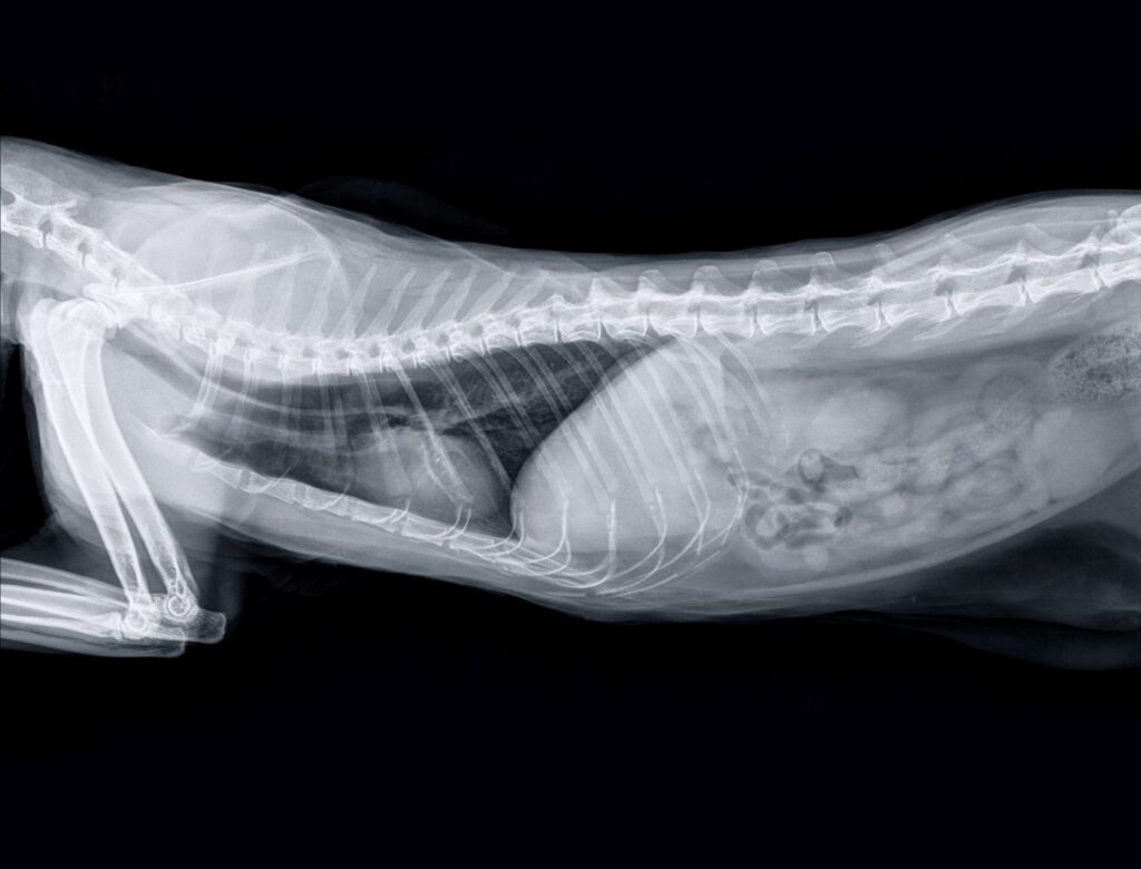 Röntgenbild einer Katze