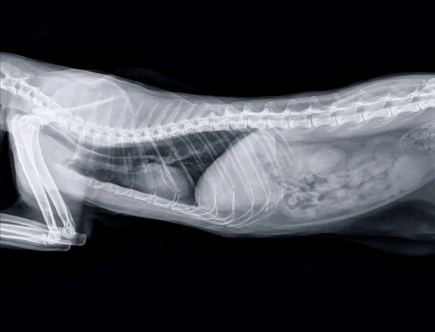 Verstopfung Bei Katzen Erkennen Und L sen Zooplus Magazine Verstopfung Bei Katzen Erkennen Und L sen Zooplus Magazine
