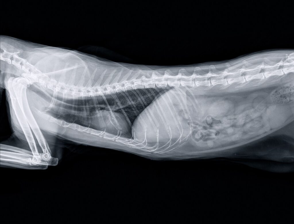 Katze Röntgenbild