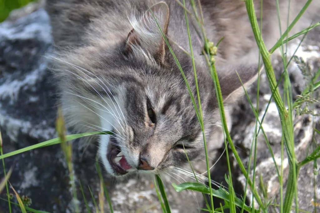 Zahnfleischentzündung Katze Ursache