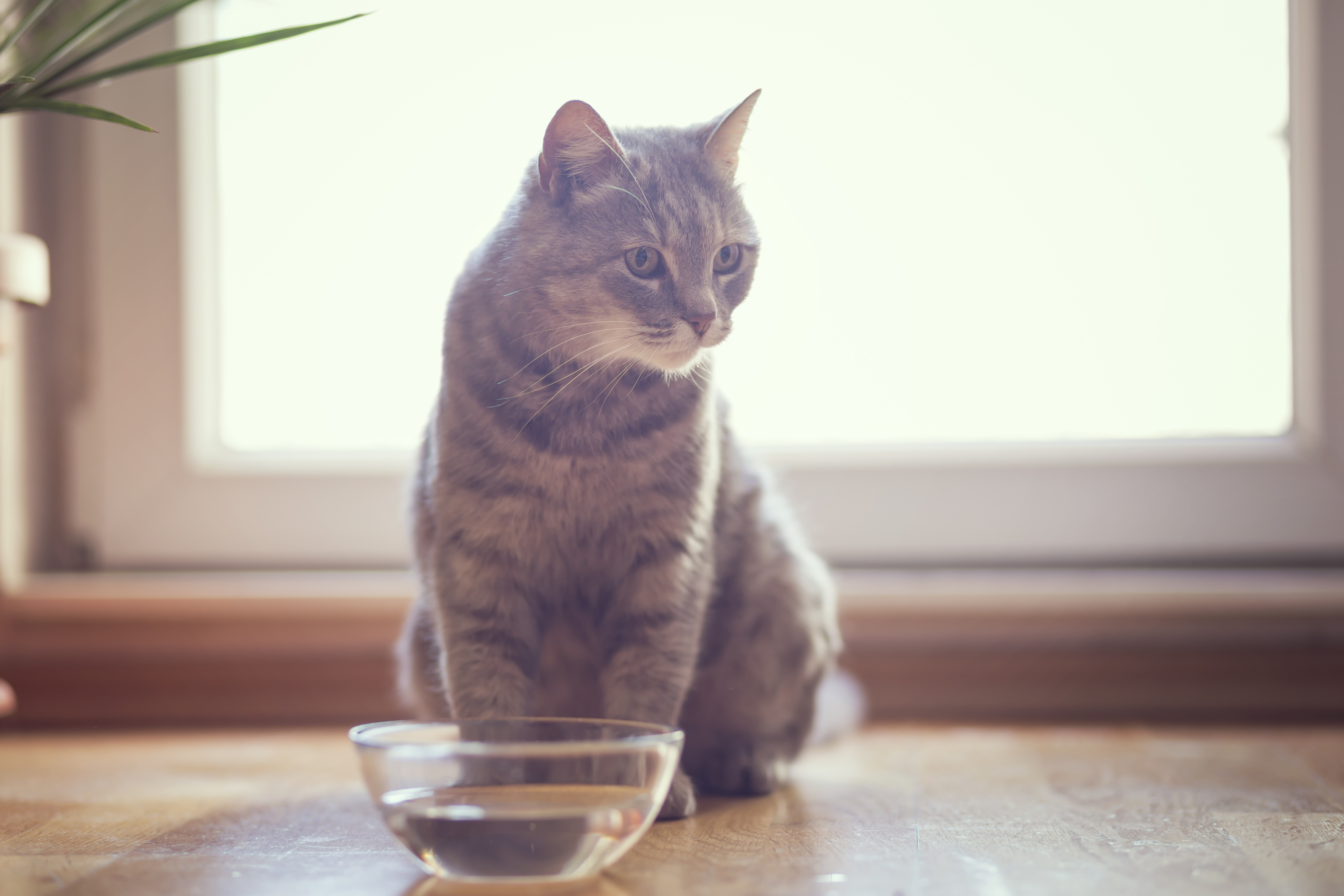 Katze Erbricht Hellrote Flüssigkeit