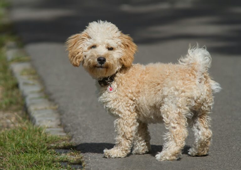 Ein Cavapoo mit cremefarbenen Fell