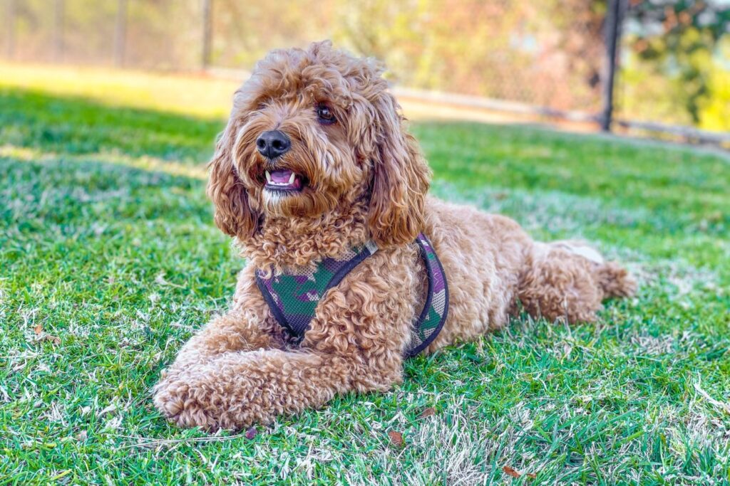 cavapoo hund auf wiese