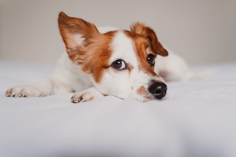 jack russell hund coronavirus