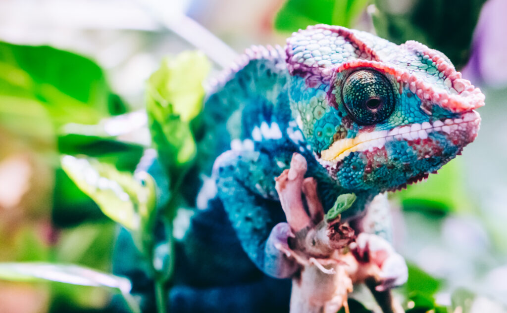 furcifer chamäleon im terrarium