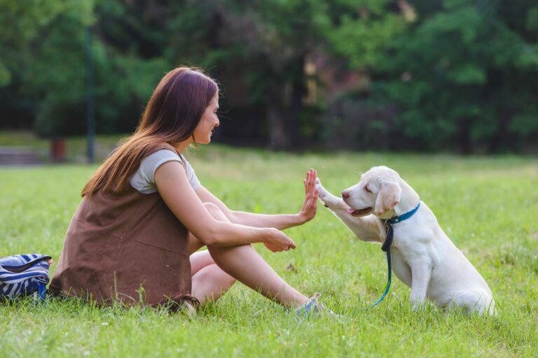 golden retriever welpe gassi gehen