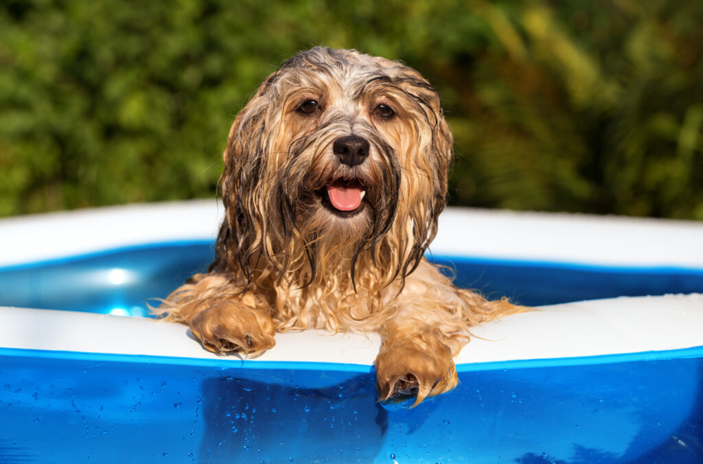 Hund i hundepool Hund i hundepool