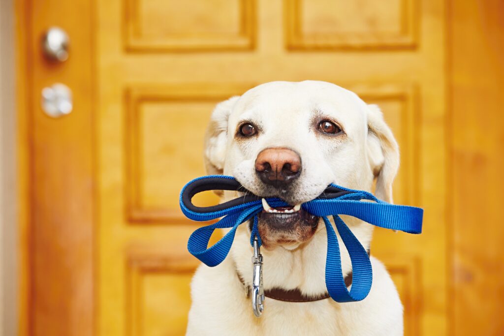 hund mit leine gassi gehen