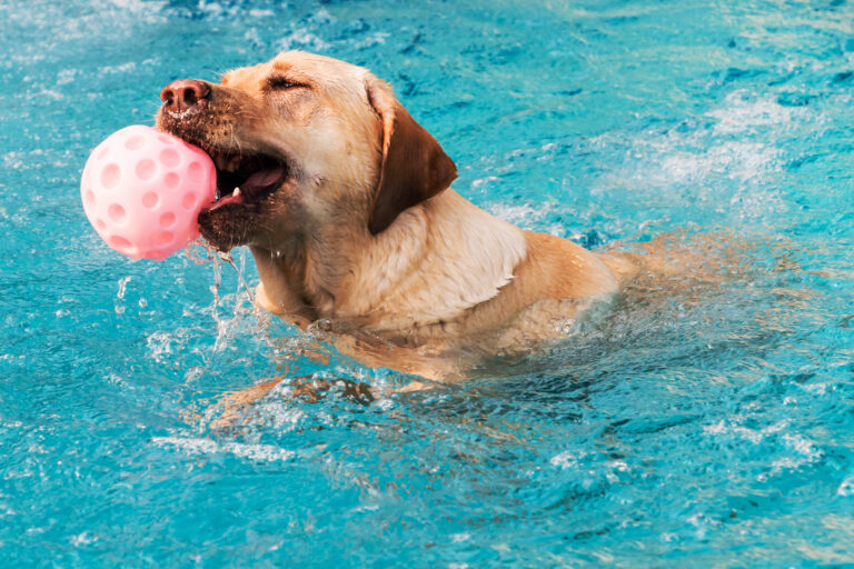 Auf welche Kauffaktoren Sie zu Hause bei der Wahl von Hundeschwimmbecken Aufmerksamkeit richten sollten