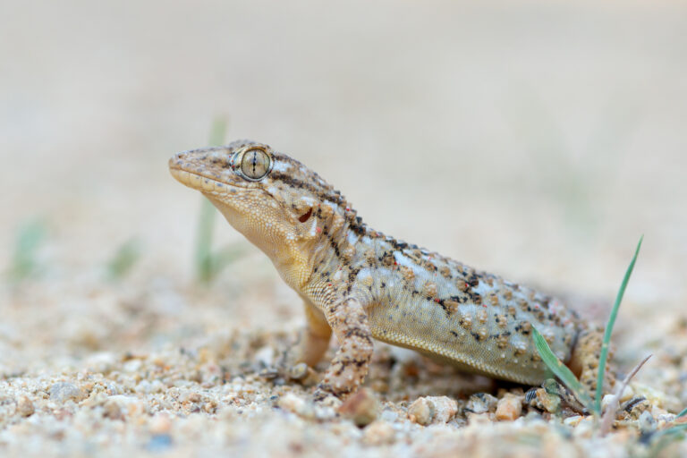 mauergecko tarentola mauritanica