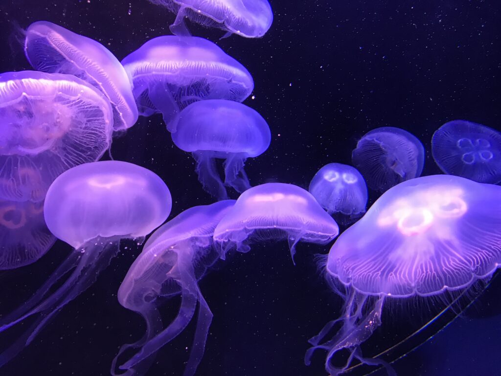 Kann man Quallen im Aquarium halten? zooplus Magazin