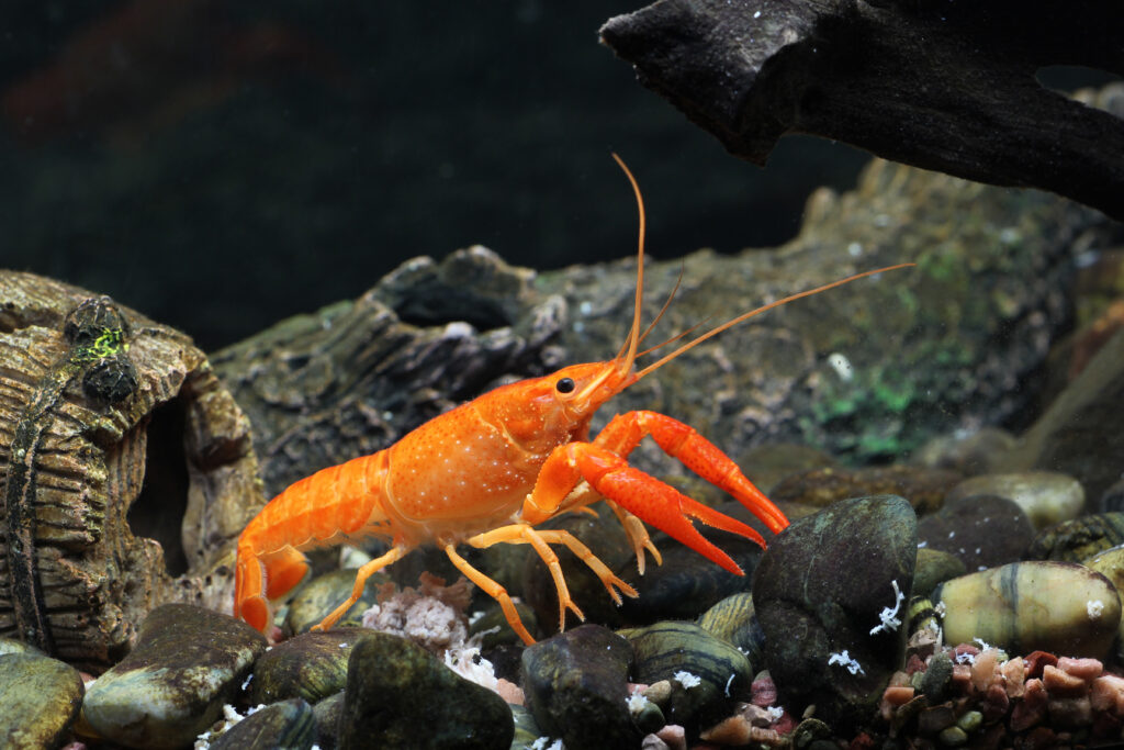 rote edelkrebse im aquarium