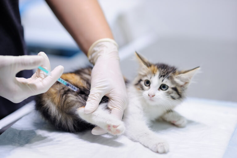 tollwut impfung bei kitten