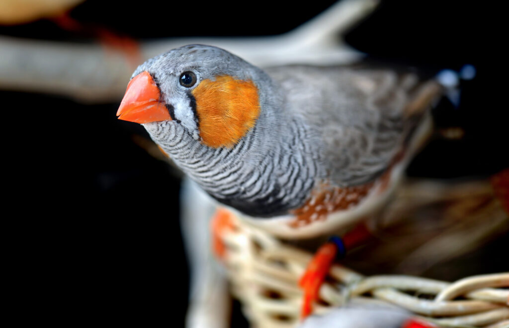 Zebrafinken Haltung Gesundheit Pflege Zooplus