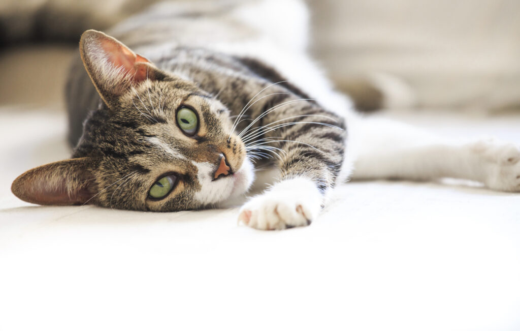 Chlamydien bei Katzen Symptome & Behandlung zooplus