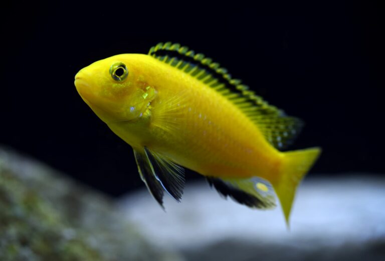 Labidochromis Yellow