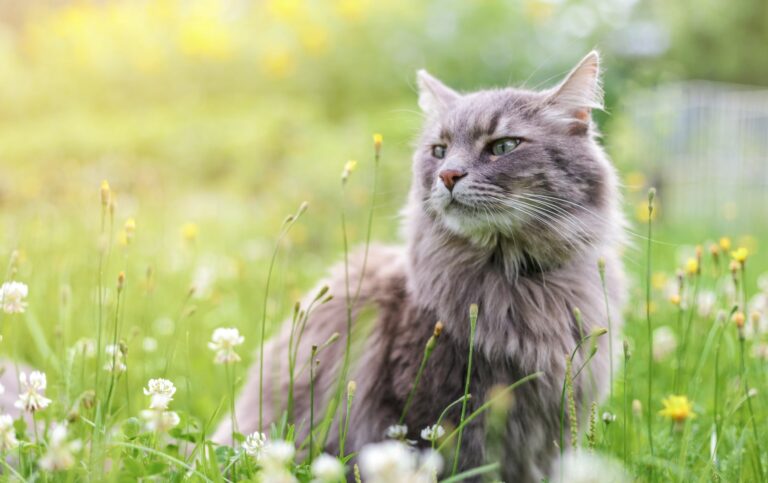 Katze Asthma Behandlung Kosten