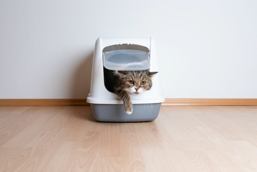 Blut im Urin von Katzen Tierärztin erklärt Ursachen & Behandlung