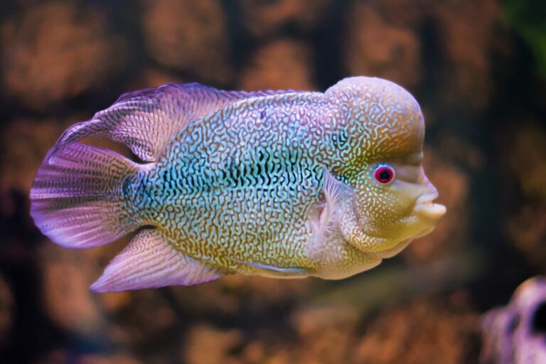 buntes flowerhorn cichlid