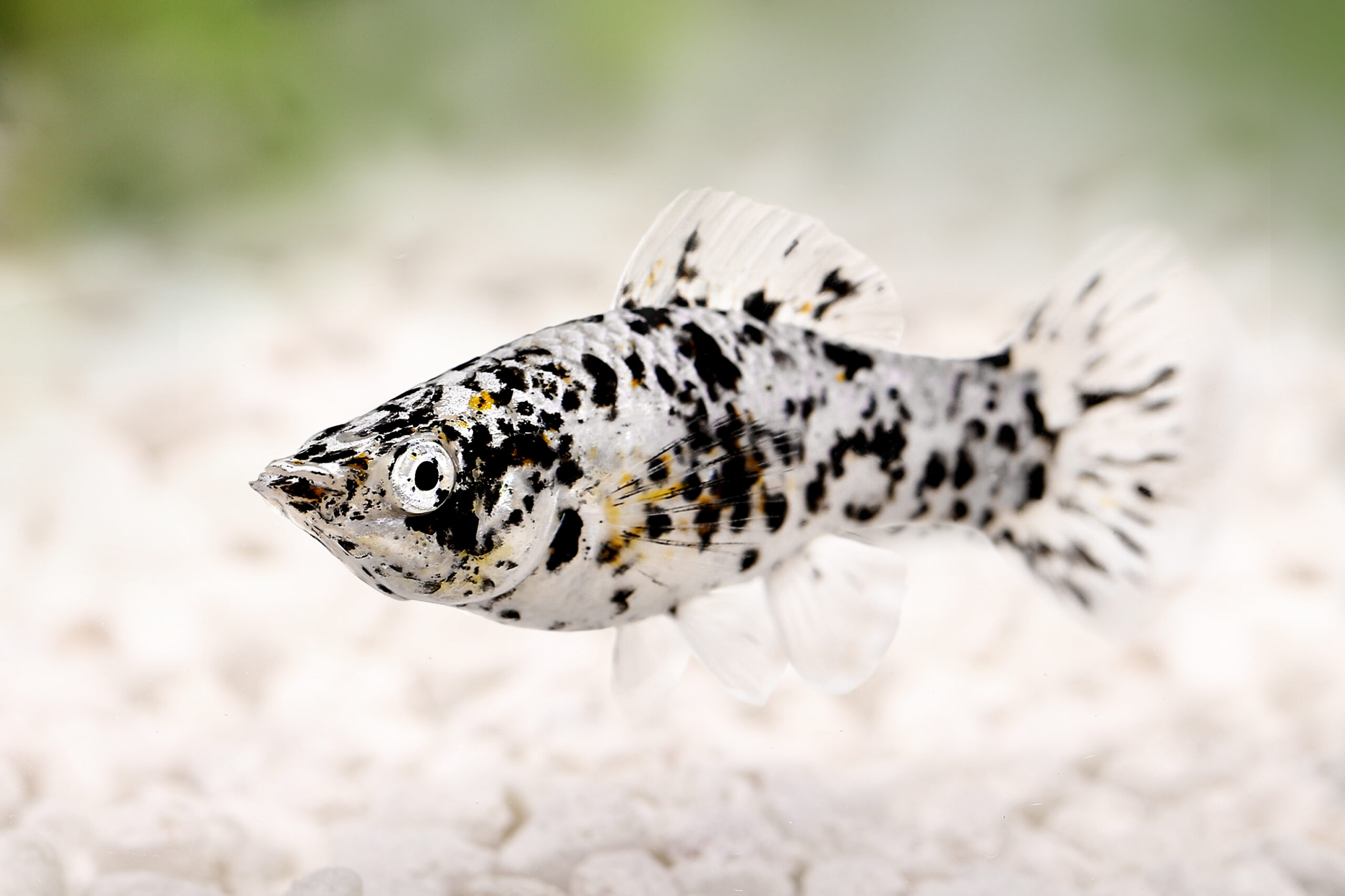 Dalmatiner-Molly Haltung im Aquarium | zooplus