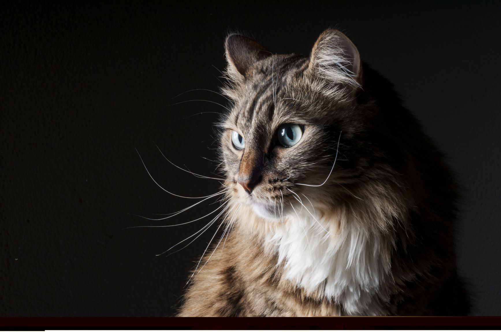 Katze Knubbel Unter Haut