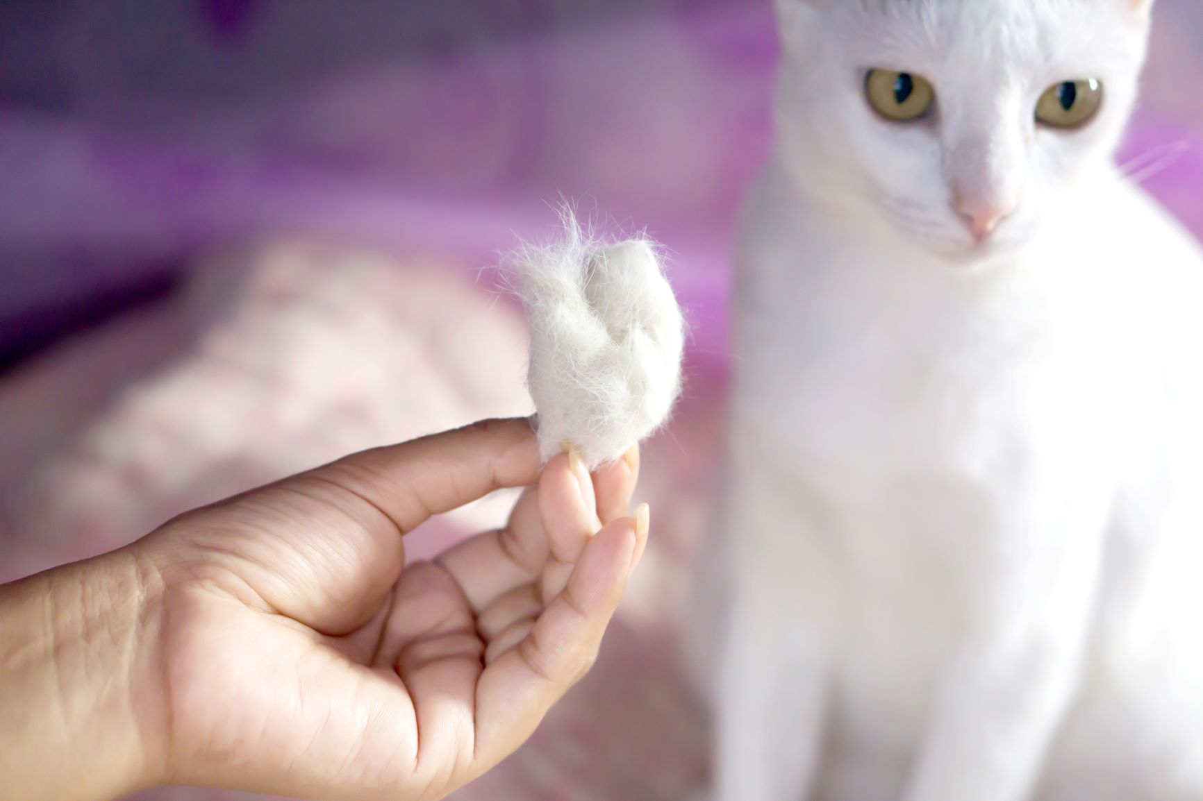 Katzen Haaren Bei Stress