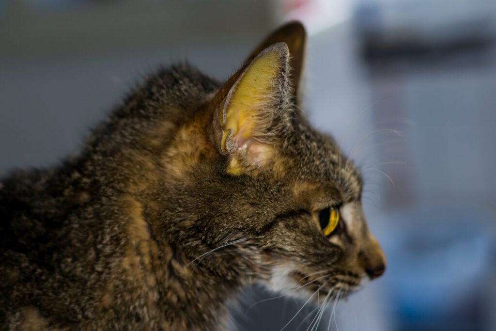 katze mit gelbsucht