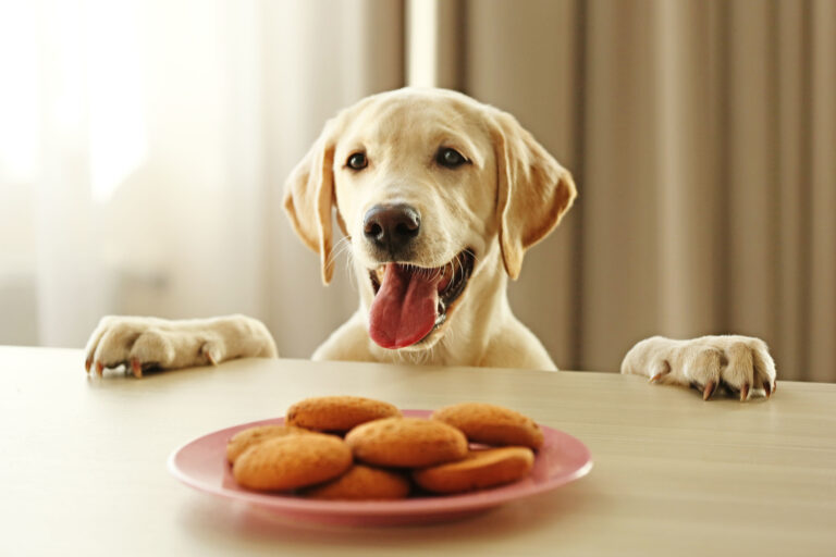 labrador möchtet hundekekse fressen