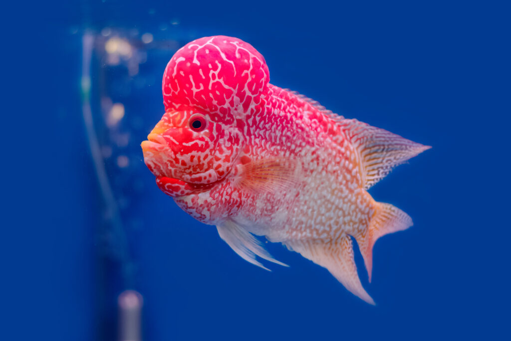 rosarot flowerhorn cichlid