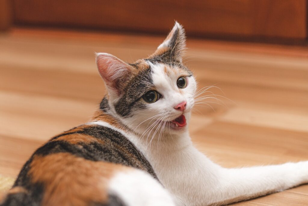 Katze mit Atemnot wegen Asthma Katze Maulatmung