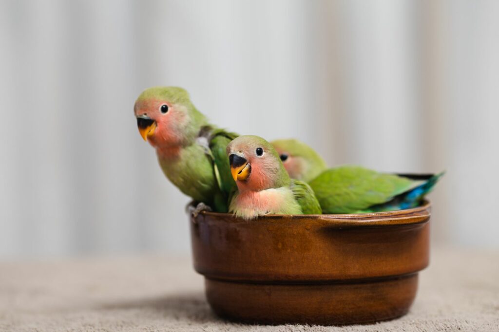 Rosenköpfchen babys