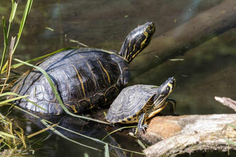 Wasserschildkröte ernährung