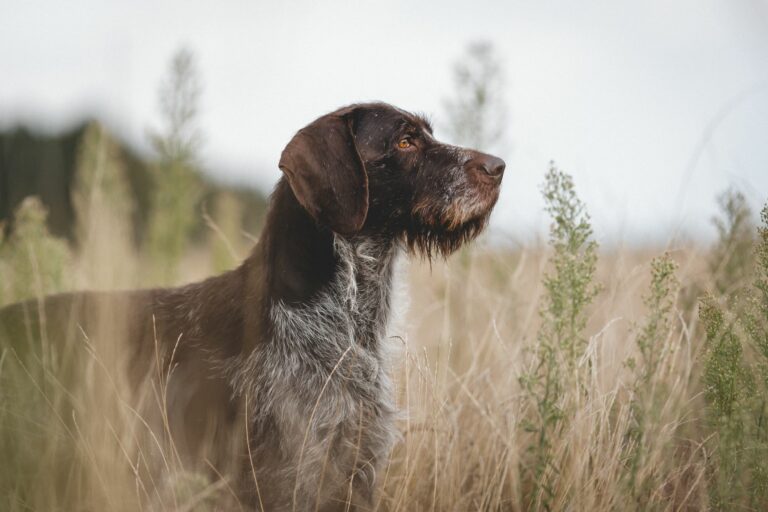 deutsch drahthaar hund in hohem gras