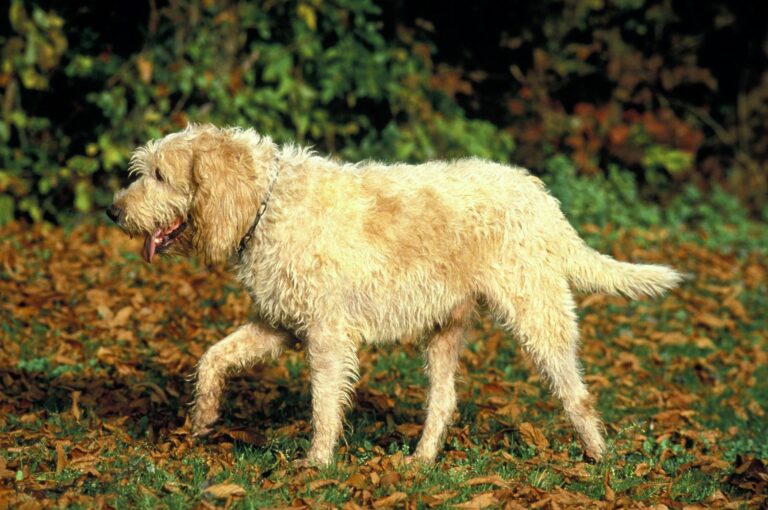 Hund Grand Griffon Vendeen im Garten