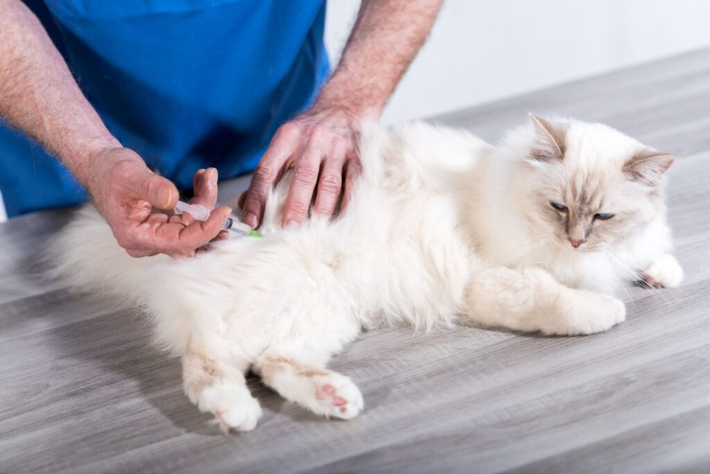 impfung katze tierarzt