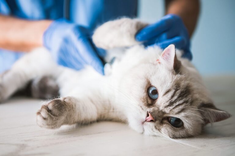 katze mit fibrosarkom beim tierarzt