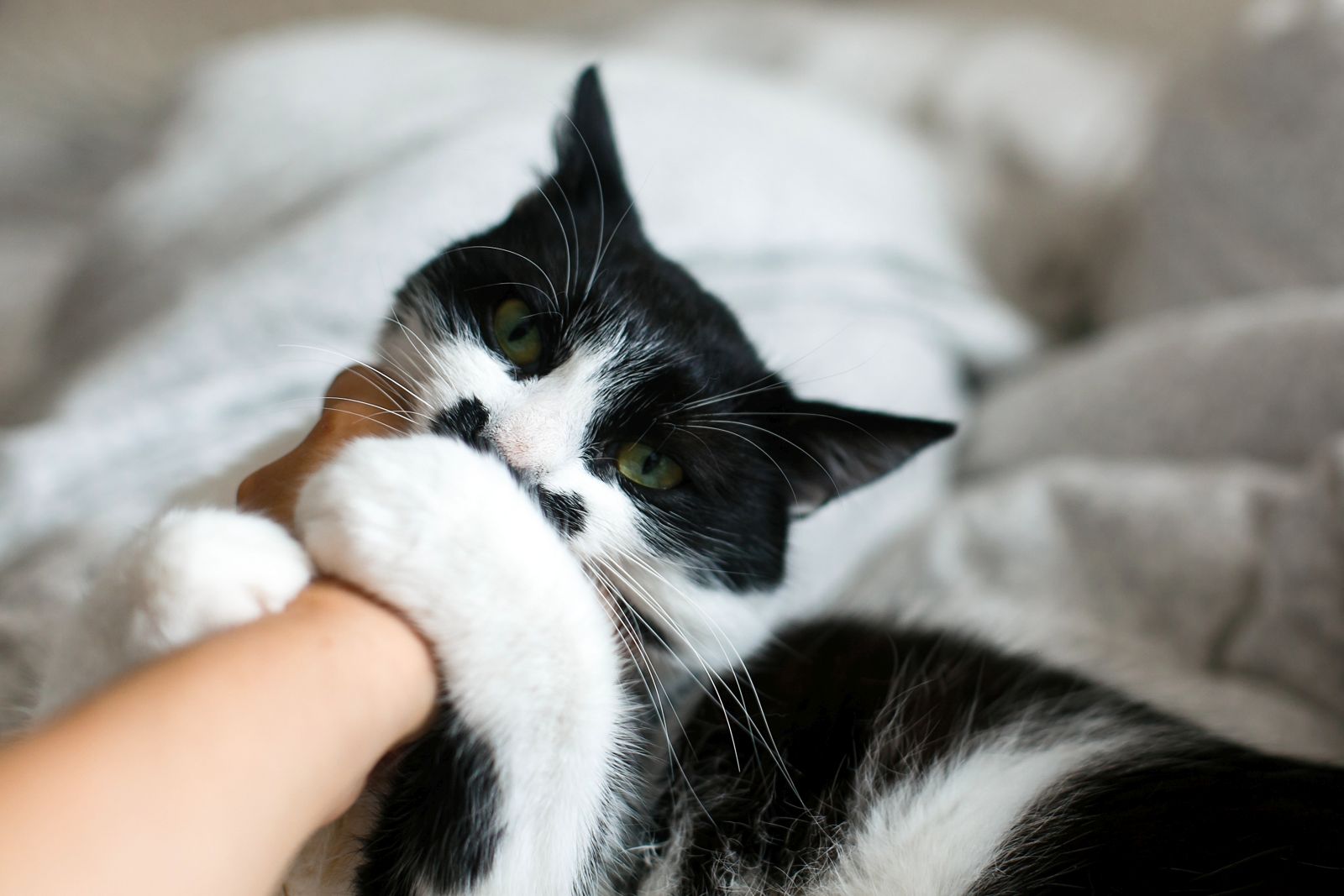 Katzenbiss Was tun? Ist er gefährlich? zooplus