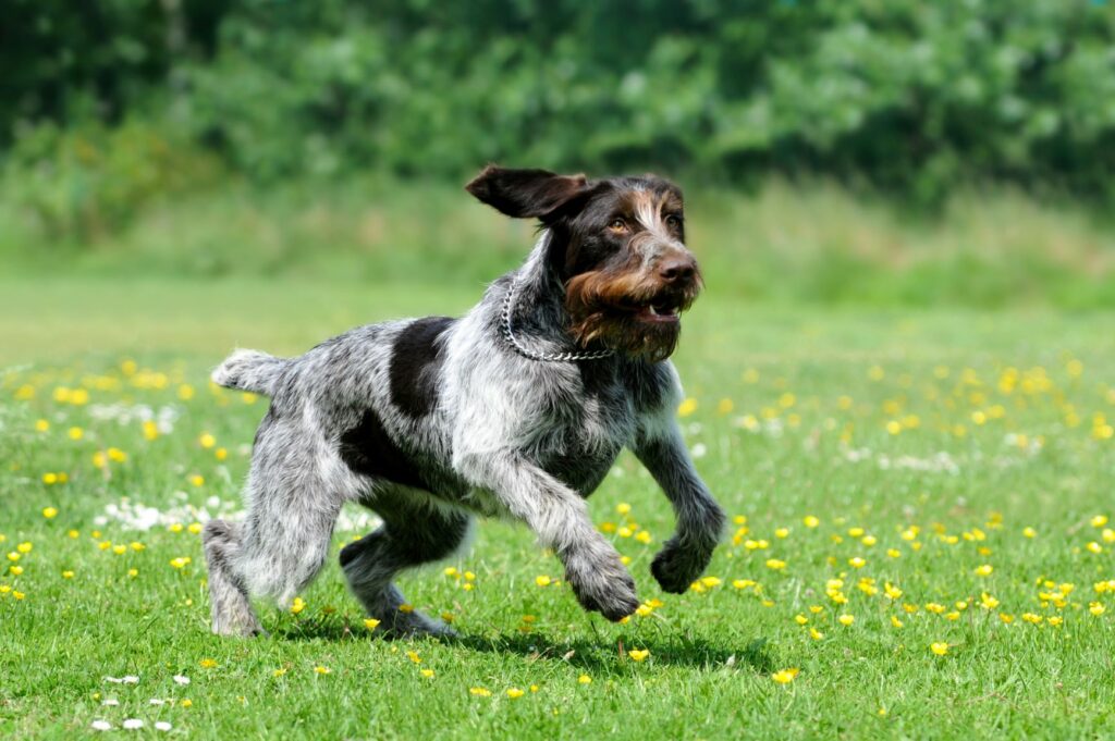 deutsch drahthaar hund läuft über blumenwiese