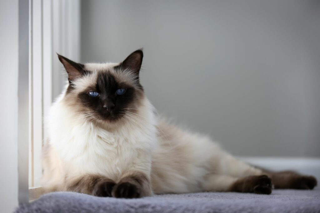 Balinesen-Katze liegt vor dem Fenster.