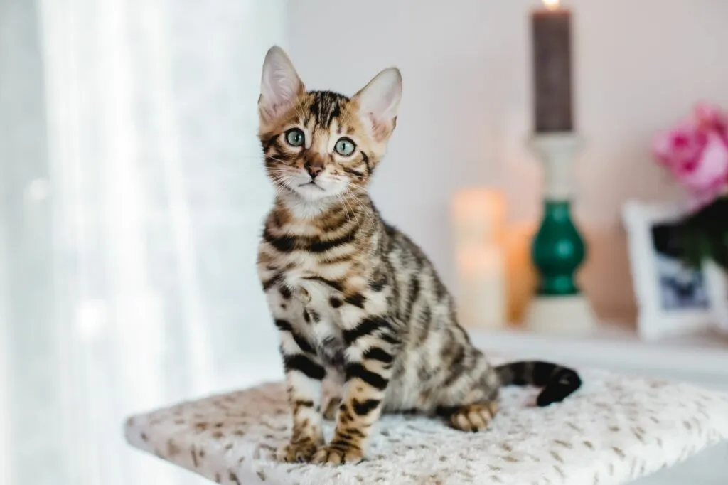 Bengalkatzenbaby sitzt auf einem Kratzbaum