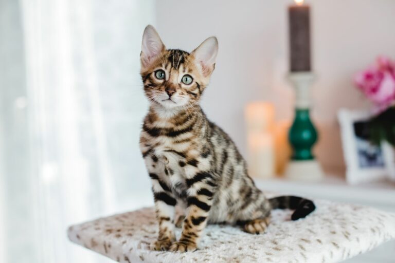 Das ist die Top 10 der teuersten Katzenrassen zooplus Magazin