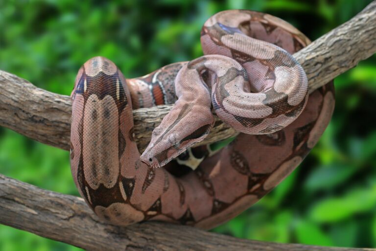 Boa constrictor auf Baum