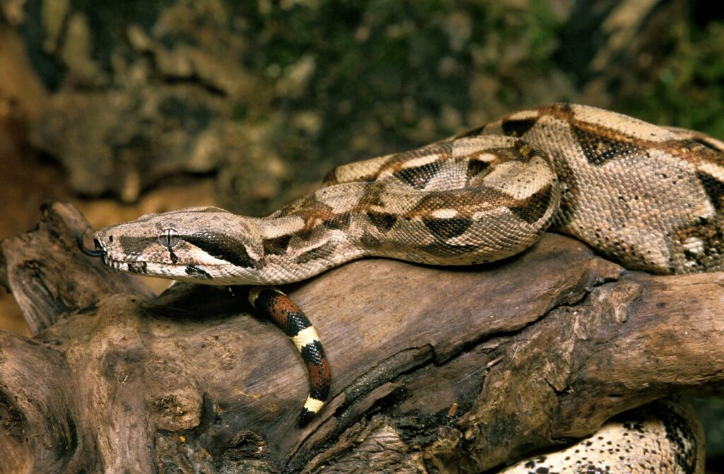 Boa constrictor