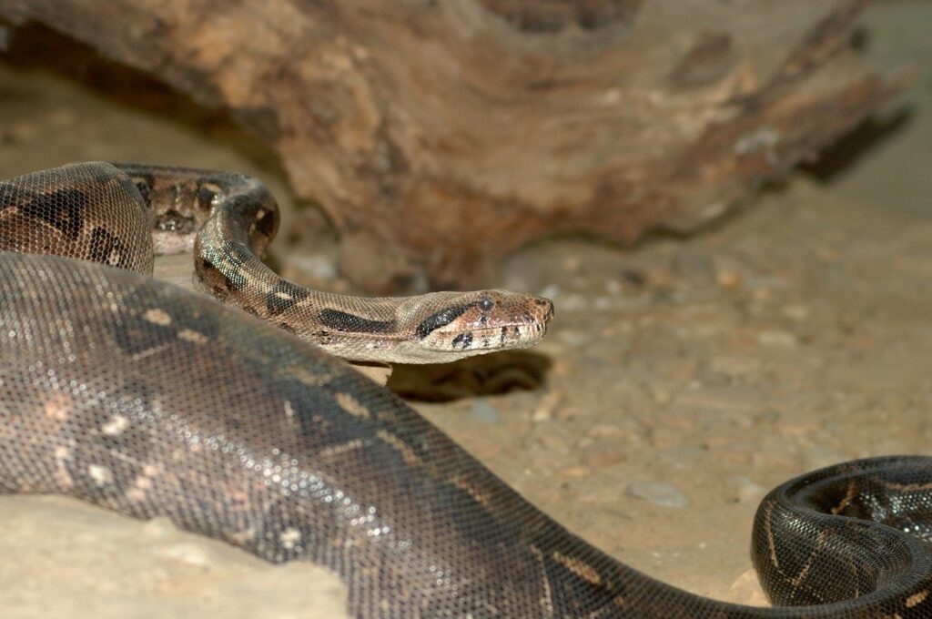 Boa constrictor Terrarium