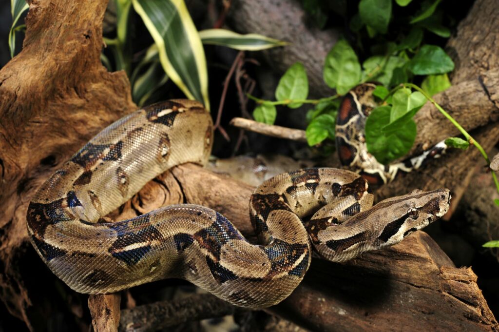 Boa constrictor (Abgottschlange): Alles zur Haltung im Terrarium | zooplus